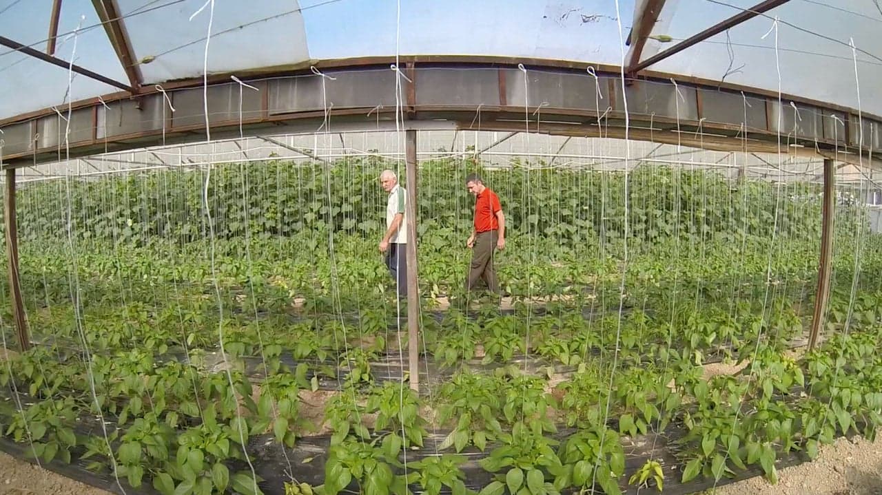 Croatia: Greenhouse Deaf Owner