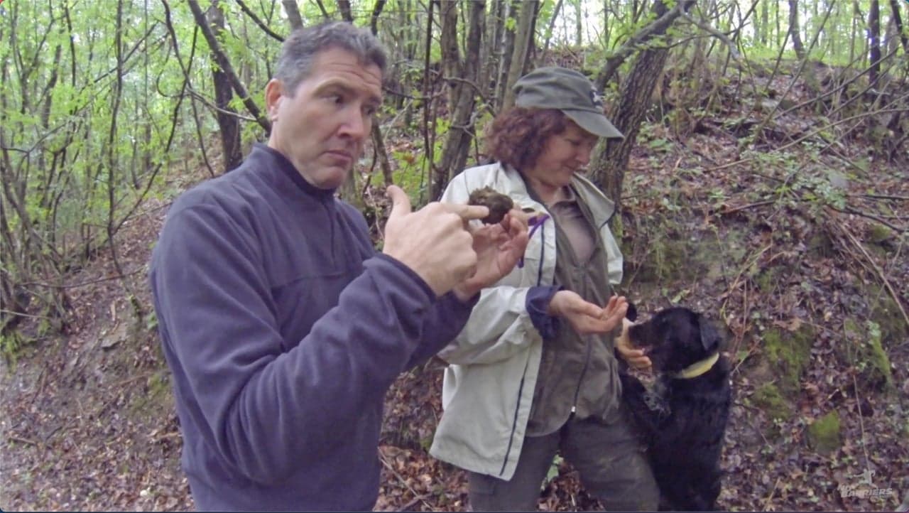 Croatia: Truffle Hunting