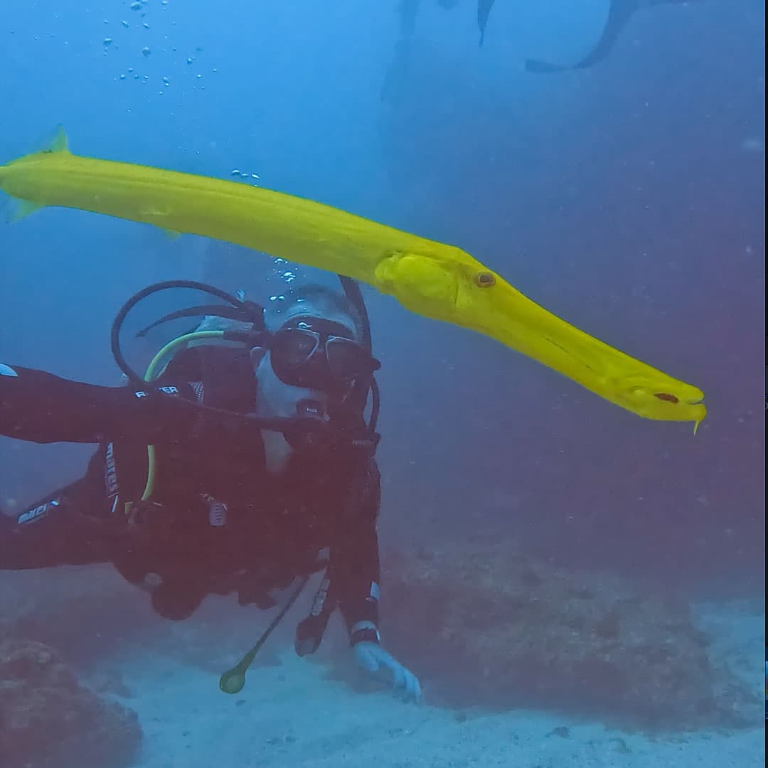 Mozambique: Tofo Scuba Diving
