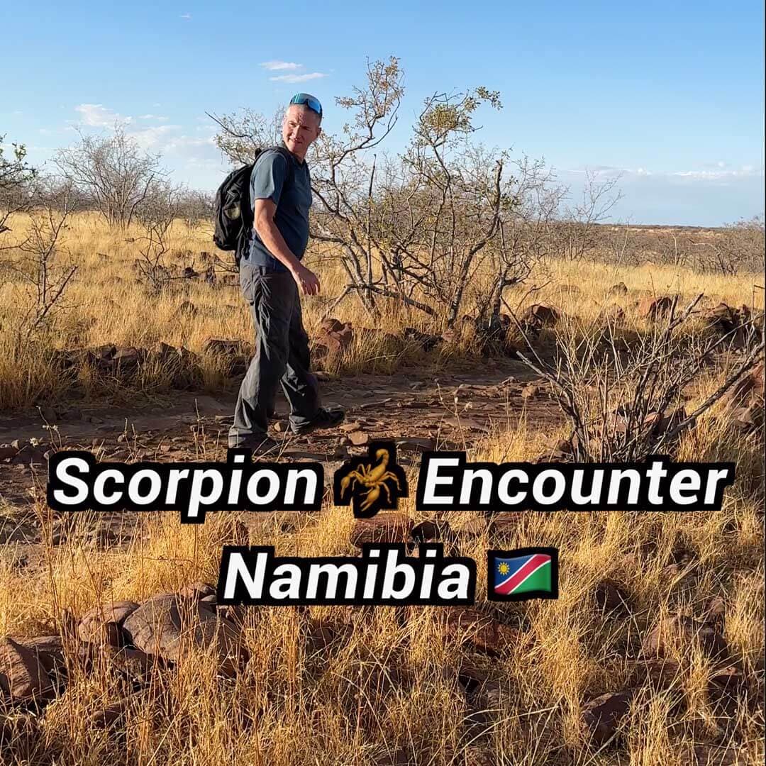 Namibia: Scorpion Encounter