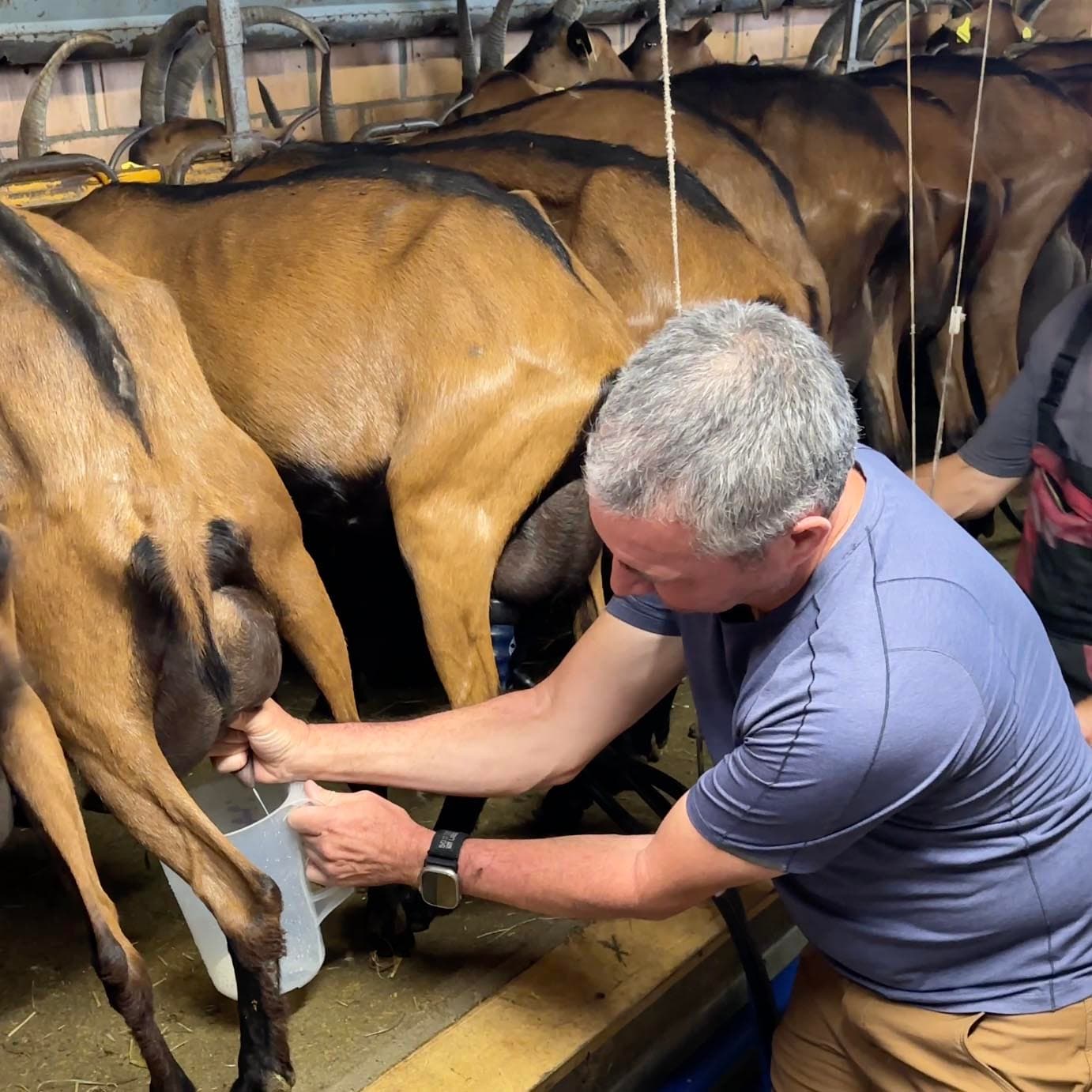 Switzerland: Milking the Goats