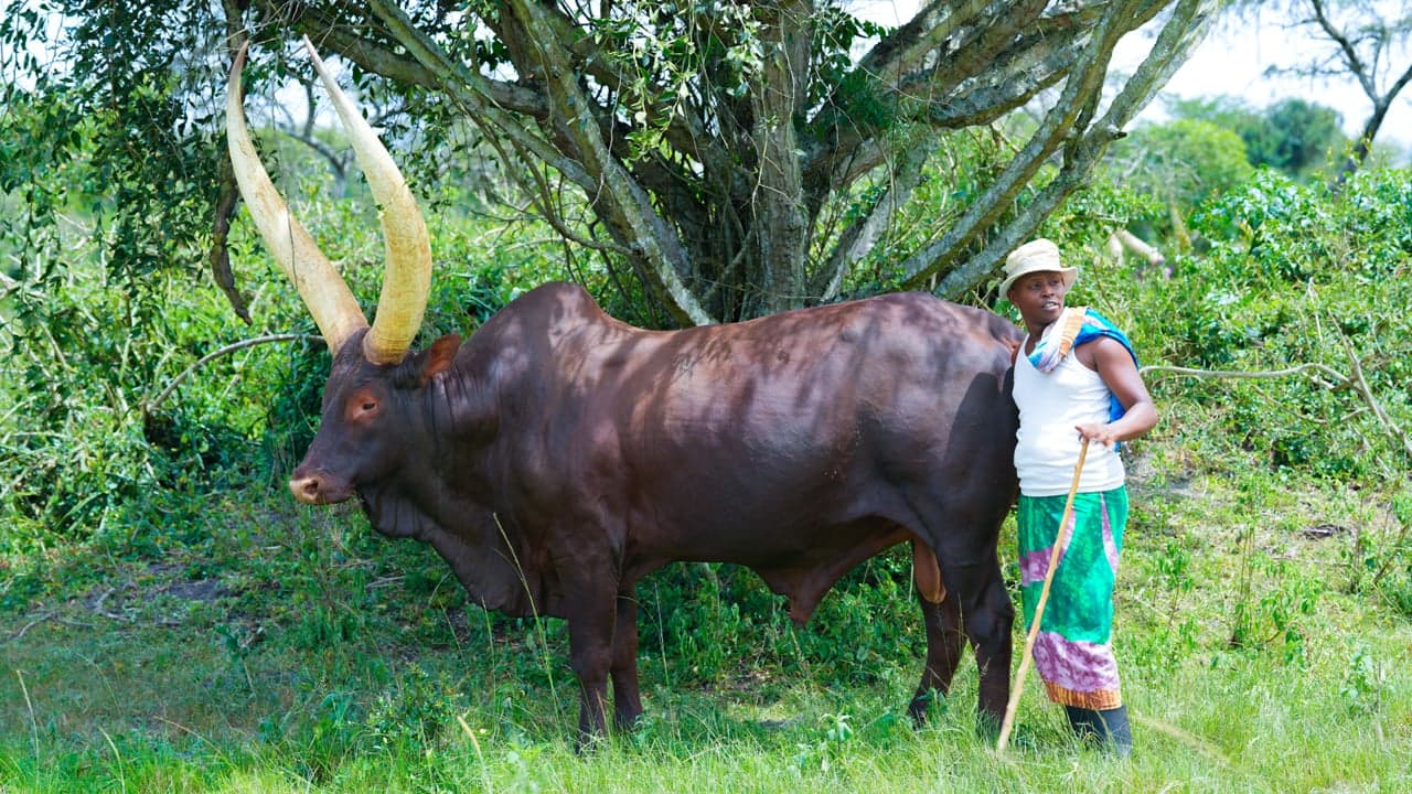 Uganda: Deaf Ankole Cattle Herder