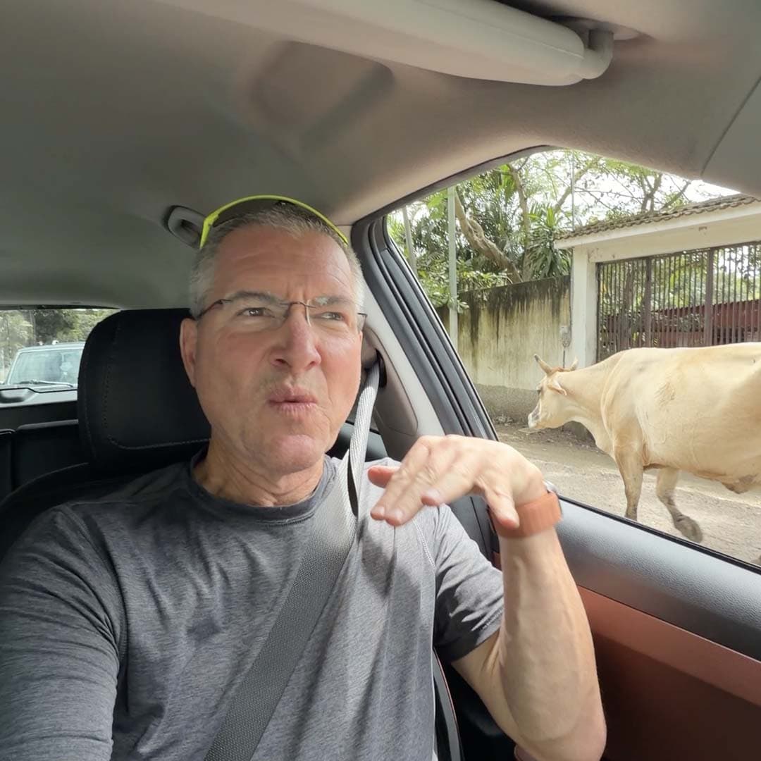 Guatemala: Cow Traffic