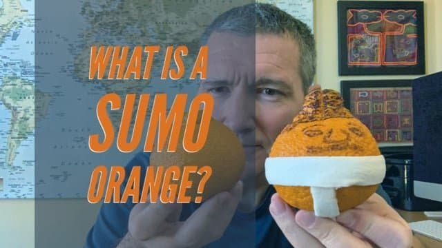 What is a Sumo Orange?